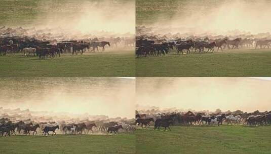 高清实拍草原马骑马一群马内蒙古高清在线视频素材下载