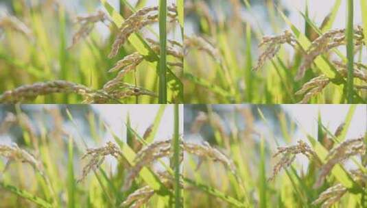 4K稻穗水稻高清在线视频素材下载