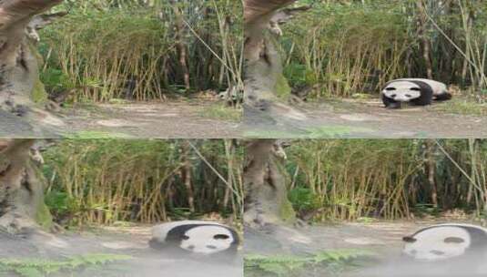 国宝熊猫竖屏4K-01高清在线视频素材下载