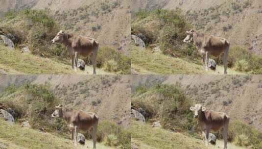 牛站在倾斜的山上高清在线视频素材下载