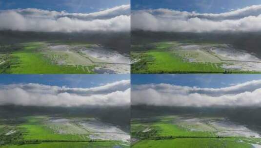 云雾下的绿色湿地沼泽高清在线视频素材下载