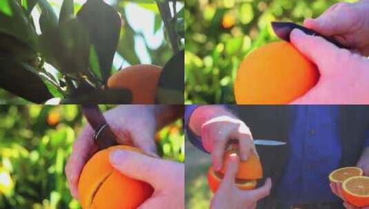 鲜橙子脐橙果园水果种植果实成熟农业丰收高清在线视频素材下载