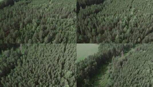 深绿色森林高清在线视频素材下载