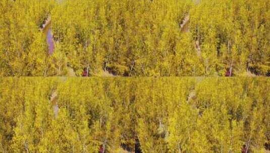俯瞰秋天树林高清在线视频素材下载