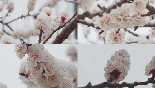 雪中白桃花高清在线视频素材下载