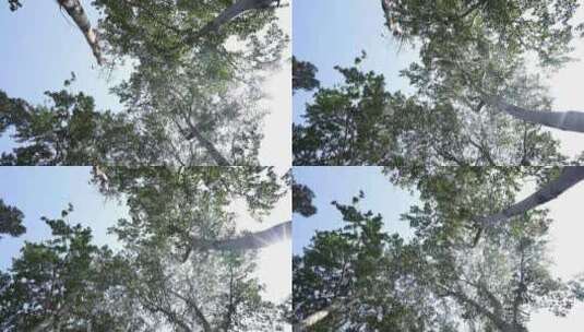 仰视白桦树高清在线视频素材下载