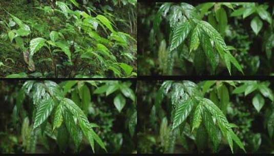 雨天雨水落在植物叶子上特写高清在线视频素材下载