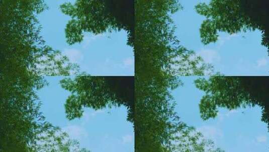 天空下的竹子自然空镜高清在线视频素材下载