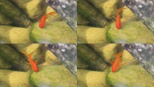 红鲤鱼吃水藻高清在线视频素材下载