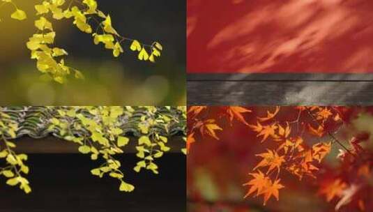 【合集】秋天唯美空镜头银杏枫叶红枫落叶高清在线视频素材下载
