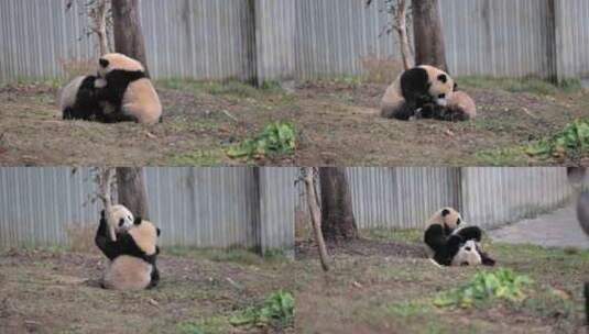 嬉闹的大熊猫幼崽高清在线视频素材下载