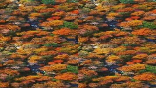 唯美金黄色秋天森林树木景观高清在线视频素材下载