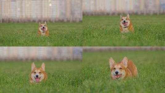 草地上快乐奔跑的柯基犬高清在线视频素材下载