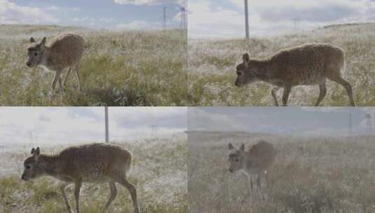 青海高原上的藏羚羊独自散步高清在线视频素材下载