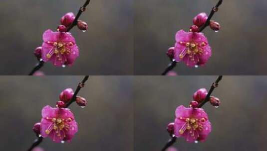 春雨中的粉色梅花高清在线视频素材下载