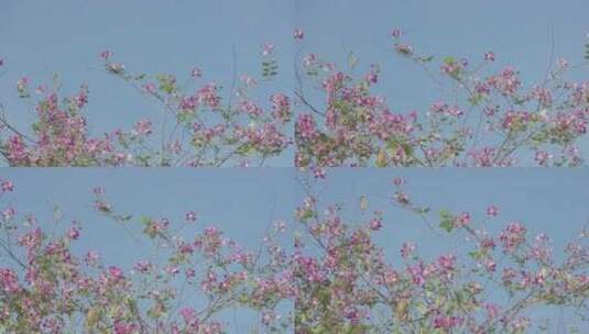 成都 北湖生态公园 红花 绿树 蓝天高清在线视频素材下载