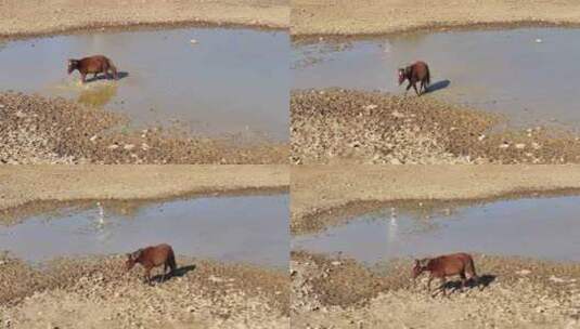 冬季枯水期草原上的马高清在线视频素材下载