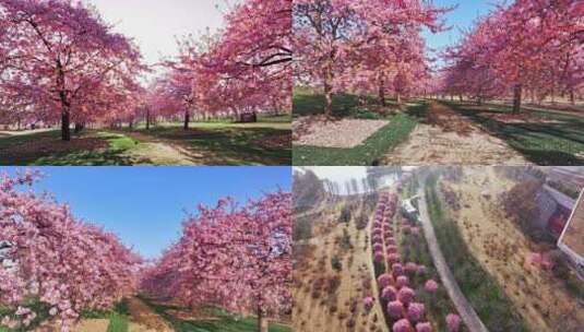 上海 春天 樱花 樱花雪 辰山植物园樱花高清在线视频素材下载