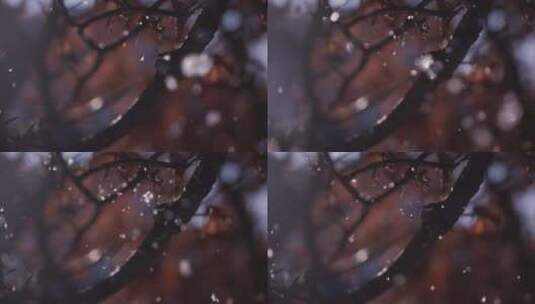 唯美树枝上的雪花 慢镜头高清在线视频素材下载