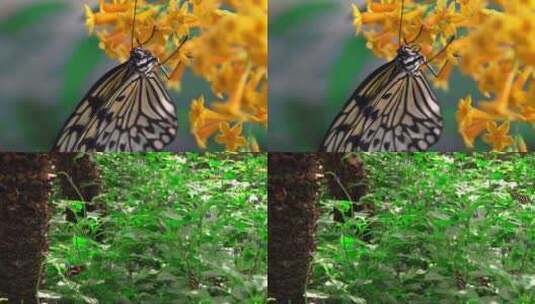 各式各样的蝴蝶蝴蝶觅食蝴蝶特写高清在线视频素材下载