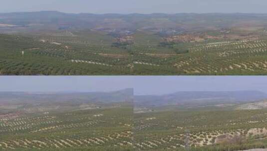西班牙沙漠橄榄园景观高清在线视频素材下载