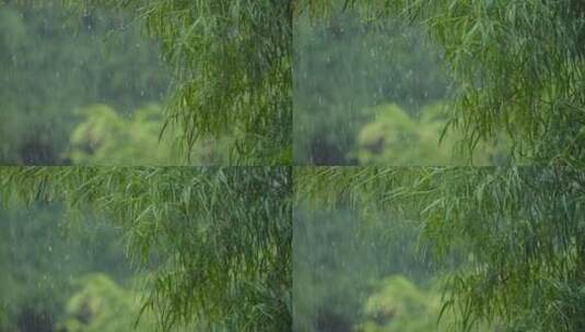 下雨竹子在风中摇曳高清在线视频素材下载