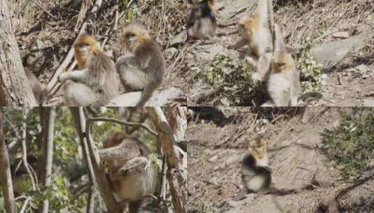 四川白河金丝猴自然保护区川金丝猴高清在线视频素材下载
