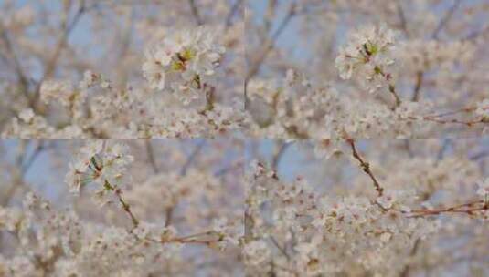 白色樱花特写高清在线视频素材下载