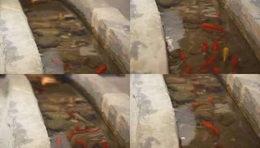 池塘里的金鱼特写高清在线视频素材下载