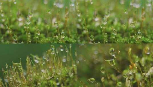 微距苔藓青苔雨滴水滴水珠高清在线视频素材下载