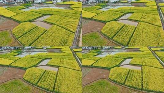 航拍汉中油菜花农田高清在线视频素材下载