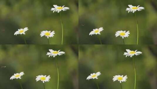 春天白色花朵滨菊雏菊甘菊高清在线视频素材下载