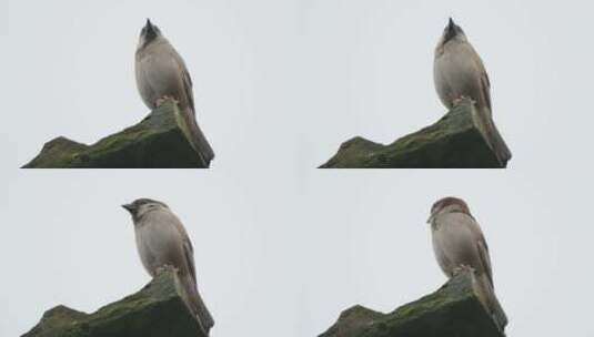 自然界中可爱的麻雀飞禽高清在线视频素材下载