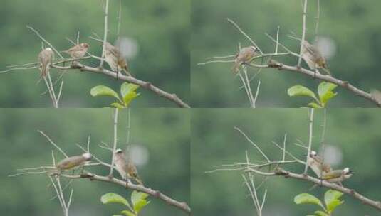大自然可爱的野生鸟类高清在线视频素材下载