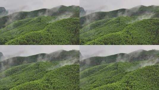 森林树木云雾航拍高清在线视频素材下载