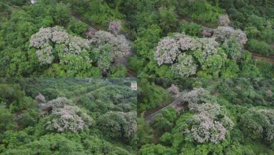 广东东莞：短萼仪花盛开高清在线视频素材下载