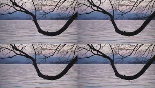 夕阳下西湖边曲折的树枝高清在线视频素材下载