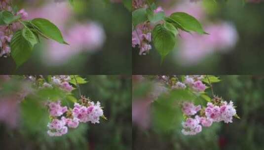 春天里的樱花高清在线视频素材下载