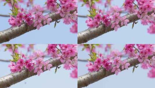武汉市东湖磨山樱花园粉色樱花特写4k视频高清在线视频素材下载