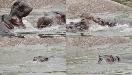 两只河马公牛在南非国家公园的水湖里打架。高清在线视频素材下载