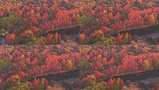 南京钟山风景区秋景高清在线视频素材下载