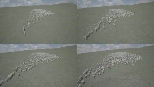 航拍内蒙古大草原上奔跑的羊群小羊羔高清在线视频素材下载