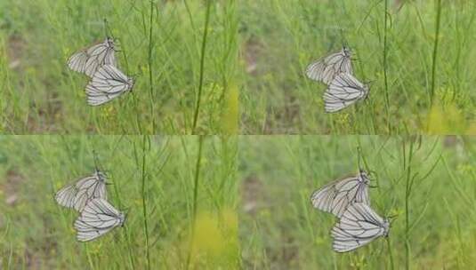 草丛里的蝴蝶交尾高清在线视频素材下载