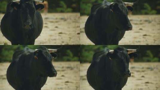牛，公牛，野兽，黑牛高清在线视频素材下载