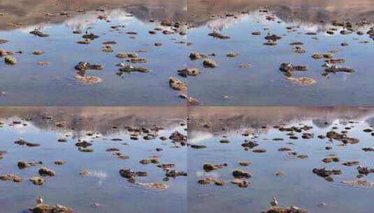 航拍三江源保护区湿地水鸟黑颈鹤生态高清在线视频素材下载