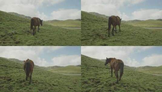 亚速尔群岛，葡萄牙，科尔沃，科尔沃火山岛高清在线视频素材下载