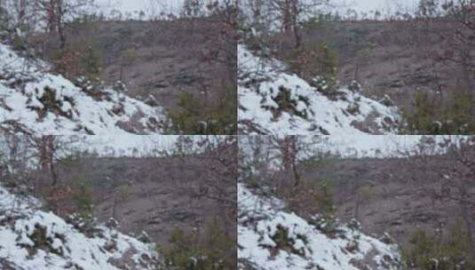 树木，雪，冬天，荒野高清在线视频素材下载