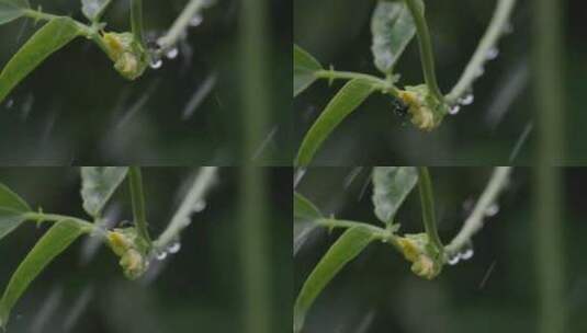 夏日雨季：蚂蚁爬行植物藤曼，水滴特写高清在线视频素材下载