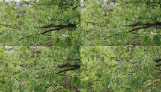 升格慢镜头夏季风雨中飘摇的香樟树绿色树叶高清在线视频素材下载