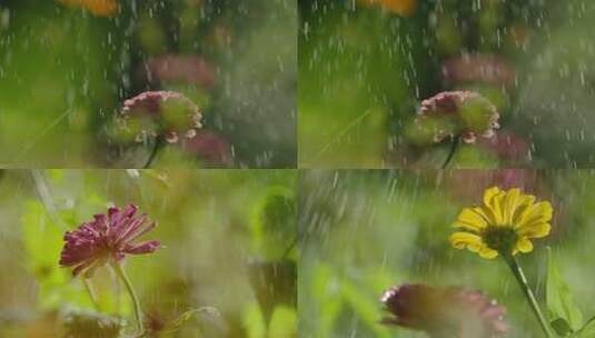 雨中花朵特写高清在线视频素材下载